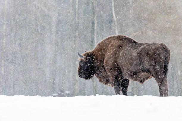 istock Winter scene with a bison in a snowy field in Poland 2155884411
