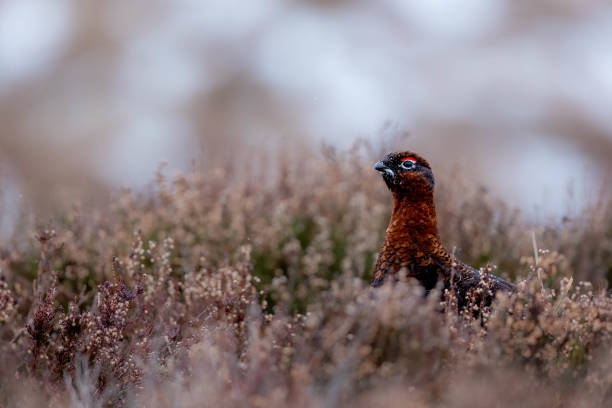 A Red Grouse in snowy Cairngorms wilderness