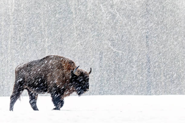 istock Winter scene with a bison in a snowy field in Poland 2155884447