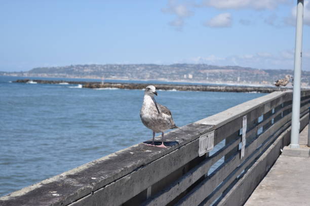 istock Seagull perched on a railing by the sea. 2155884632