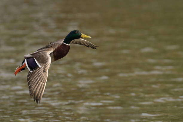 istock Duck in flight over a riverbank with water. 2155884849