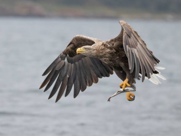 istock White-tailed sea eagle soaring with a fish in its talons. 2155885160