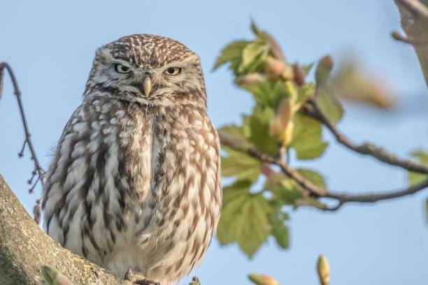 istock Owl perches near its nestlings on a branch. 2155885177
