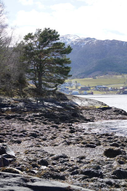 istock Pine tree at the shore near Torvikbukt, Norway 2155885294
