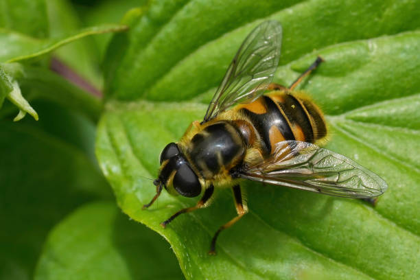 istock Closeup on a European deadhead hover fly, Deadhead hoverfly, sitting on a green leaf 2155885338