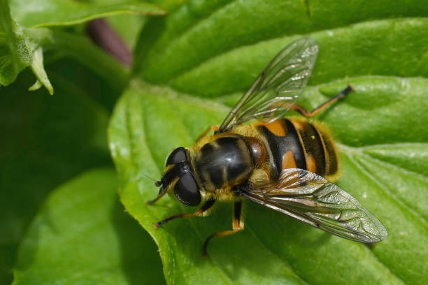 istock Closeup on a European deadhead hover fly, Deadhead hoverfly, sitting on a green leaf 2155885349