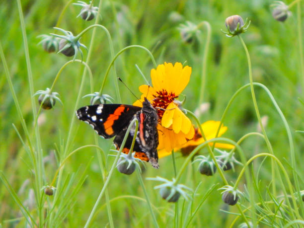 istock a butterfly that is standing in some flowers with green grass 2155885643