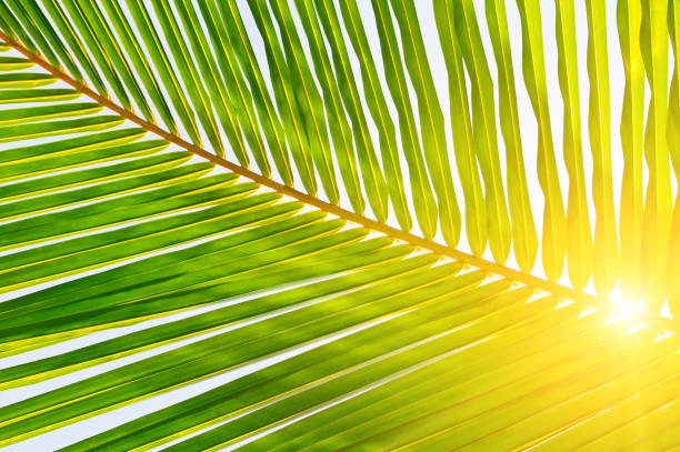 istock Sun over green palm leaves 2155885856
