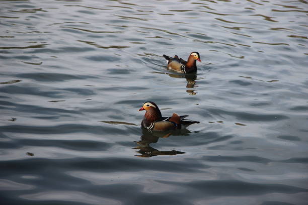 The Mandarin ducks in a natural lake on a sunny day