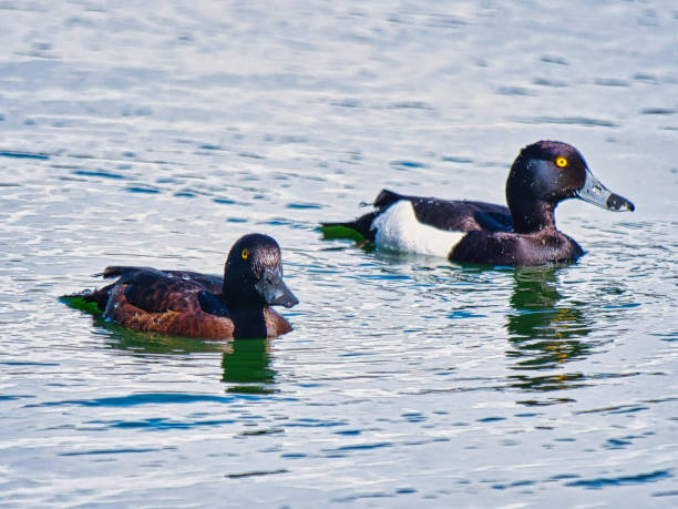 istock Pair of tufted ducks floating on a serene lake 2155886345