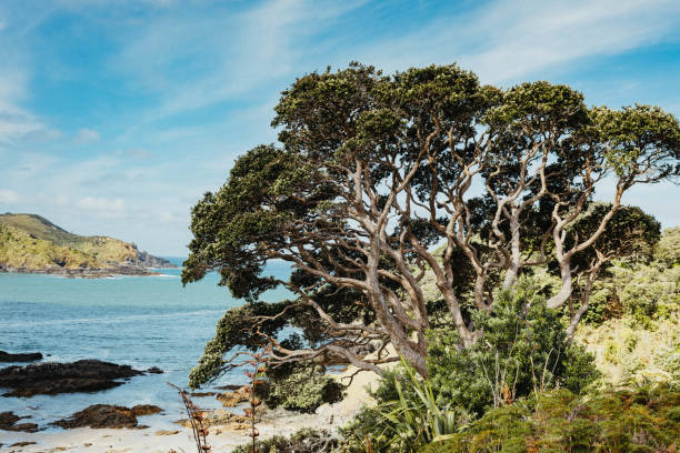 A stunning view of trees and water by the beach