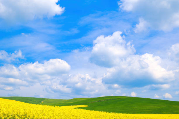 istock Spring rural landscape, fields with blooming yellow rapeseed and wheat against a blue sky 2155886597