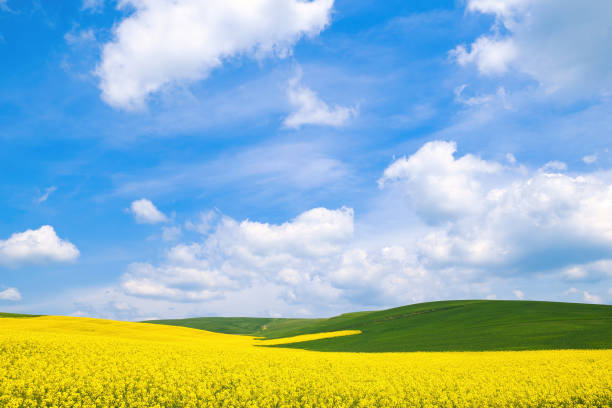 istock Spring rural landscape, fields with blooming yellow rapeseed and wheat against a blue sky 2155886601