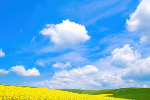 istock Spring rural landscape, fields with blooming yellow rapeseed and wheat against a blue sky 2155886616
