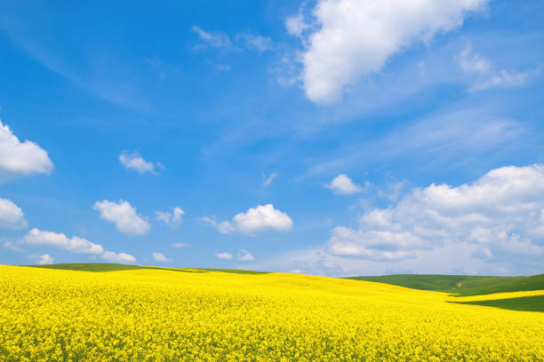 istock Spring rural landscape, fields with blooming yellow rapeseed and wheat against a blue sky 2155886630