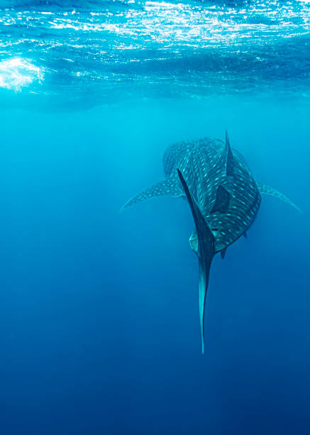 istock an enormous fish is seen from underwater to surface, as if swimming 2155886715