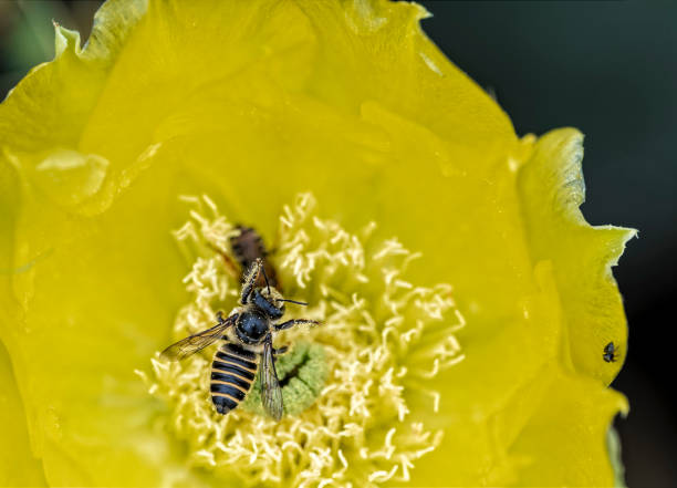 A bee in a prickly pear cactus flower, covered in pollen