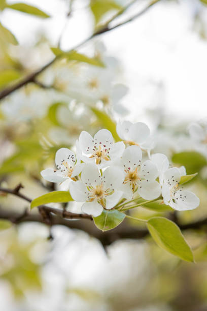 A close-up of white apple tree blossoming in full bloom during spring