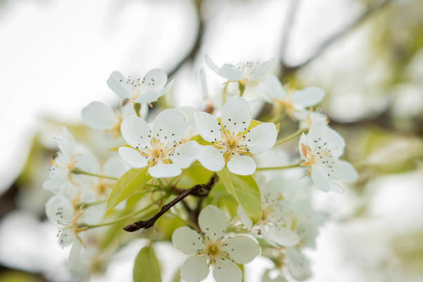 A close-up of white flowers blooming on tree branches under daylight