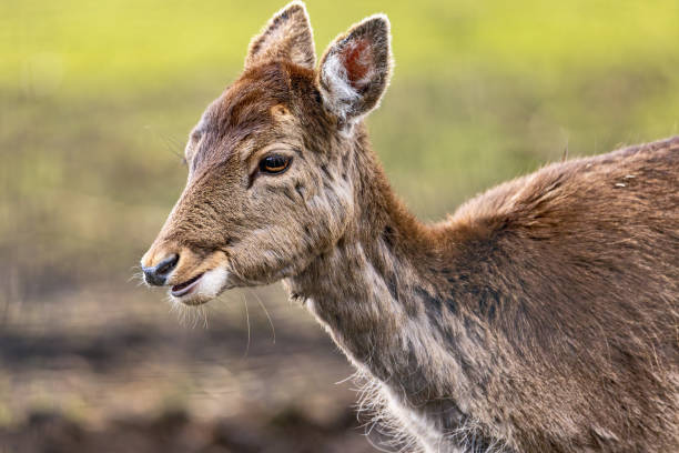 istock Close-up of a red deer in a meadow 2155886886