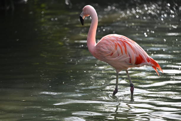Head shot of an Andean flamingo (phoenicoparrus andinus)