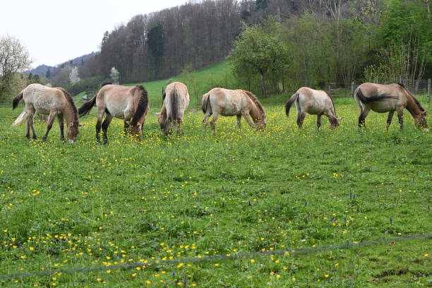 istock Horses grazing in lush green field with trees 2155887022