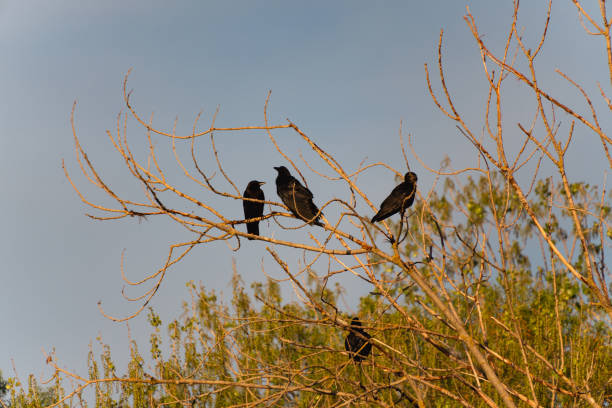 Some birds perched on a branch, gazing downwards