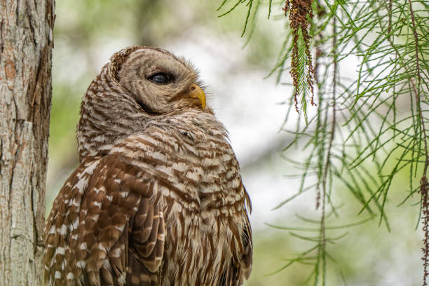 istock a bird perched on top of a tree branch in the forest 2155887170