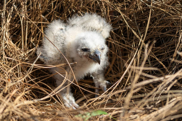 A baby owl perched in parched grass and hay.