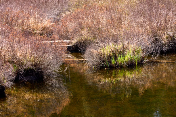 A colorful marsh with bright red and orange spring new growth and the foliage reflected in a pond water.