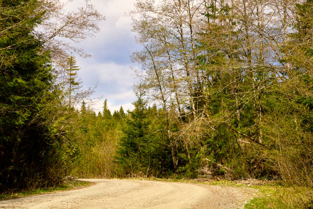 istock Spring adventure looking down a gravel logging road that turns to the left amongst the spring forest 2155887212