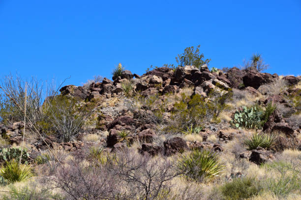 istock Hillside with soil and vegetation in sunlight, Big Bend National Park 2155887337