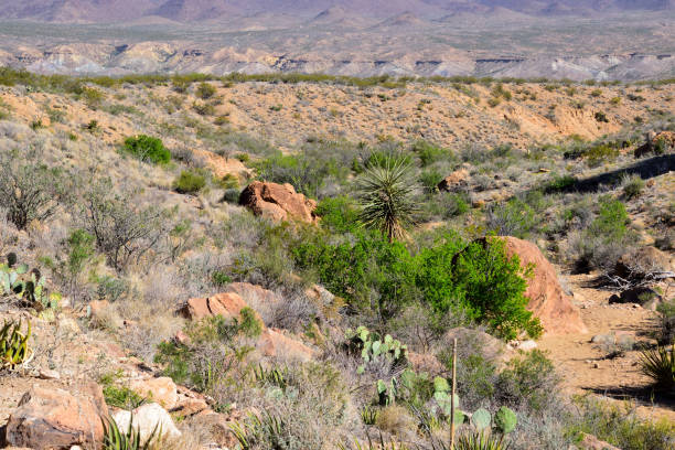 istock Hillside with soil and vegetation in sunlight, Big Bend National Park 2155887340