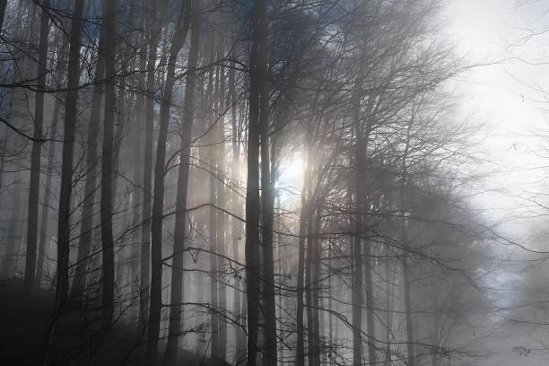 A foggy woodland with bare trees in autumn