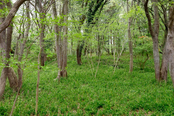 istock a forest with some tall trees in it on a green field 2155888240