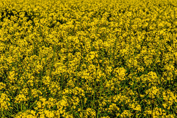 istock Oilseed crops in a field with distant mountains 2155888644