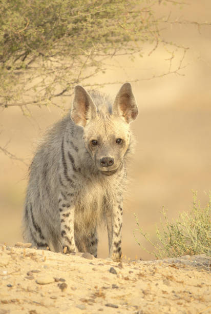 istock Hyena standing near foliage and shrubbery 2155888676