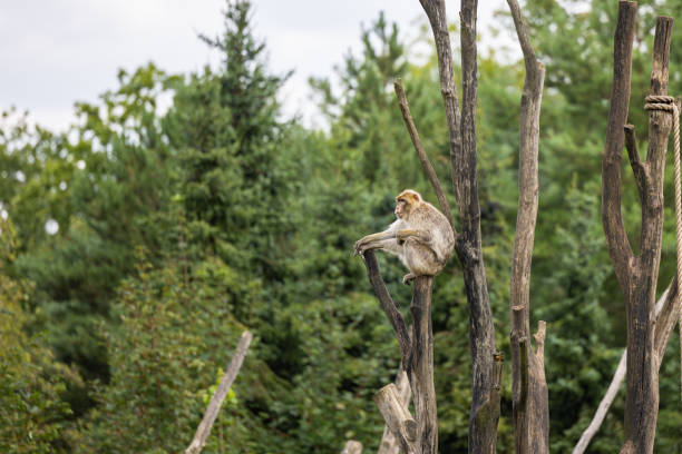 istock a monkey sitting on the top of a tree in a forest 2155889240