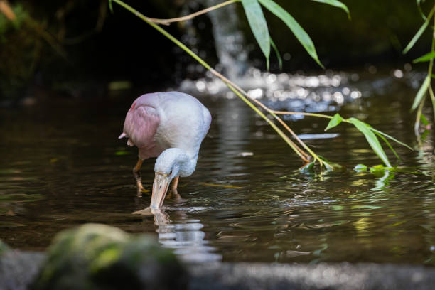 Bird feeding in stream water at park