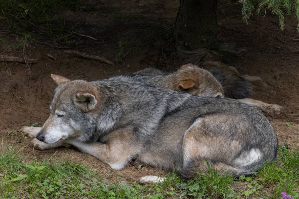 Two large wolves sitting side by side
