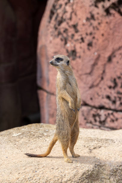 istock Meerkat standing upright on hind legs. 2155889263