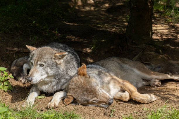 istock two large wolf laying on the ground near a tree or branch 2155889276