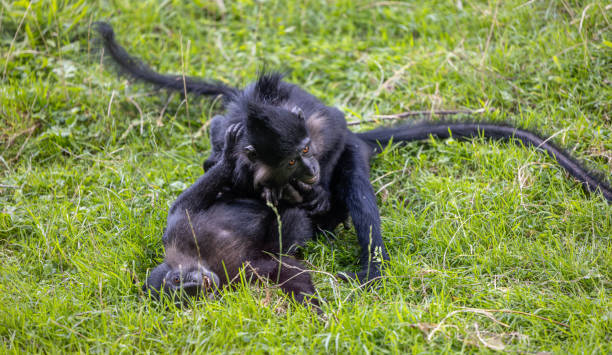 istock a black monkey is playing in some grass with a baby 2155889282