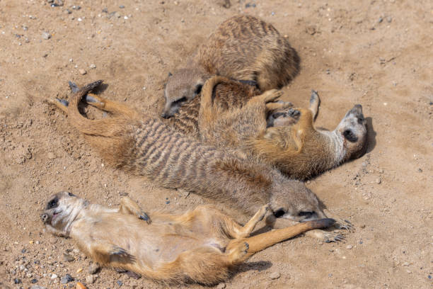istock three baby meerkats cuddle on the ground 2155889288