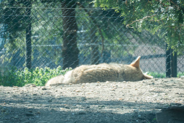A solitary fox resting on the ground in a zoo enclosure