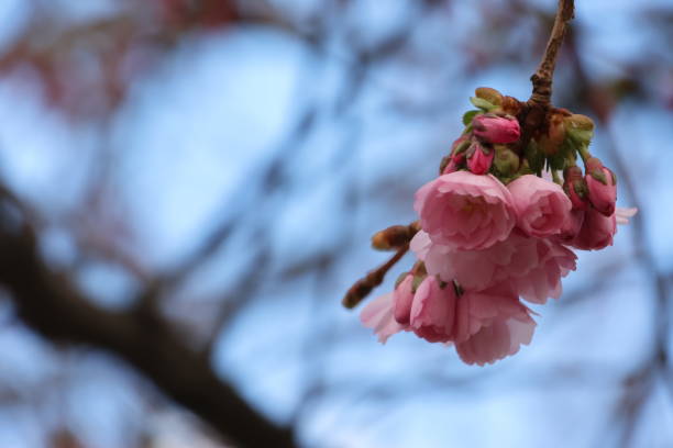 istock Selective focus shot of pink cherry blossom tree branches 2155889748