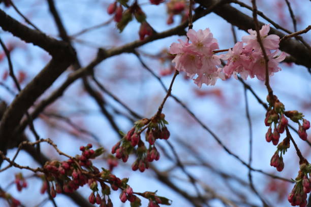 istock Selective focus shot of pink cherry blossom tree branches 2155889759