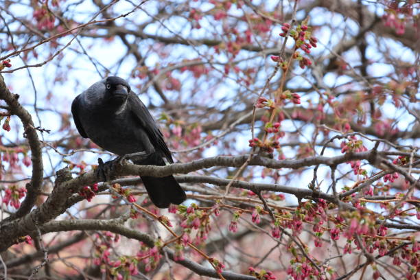 Crow about to land on a Wire
