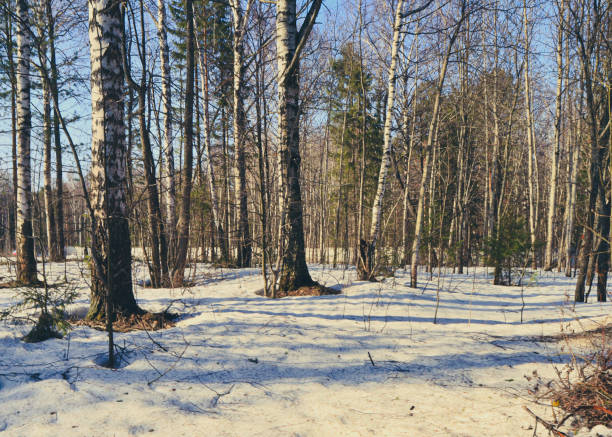 Birch trees under snow. Night landscape