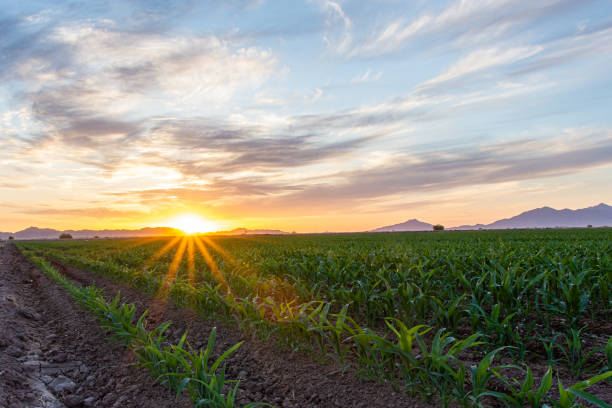 A beautiful sunset over agricultural fields in Maricopa, Arizona
